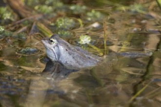 Moor frog (Rana arvalis)
