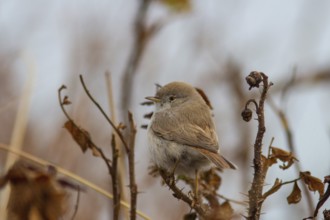 Desert warbler in the bushes on Heligoland (Sylvia nana)