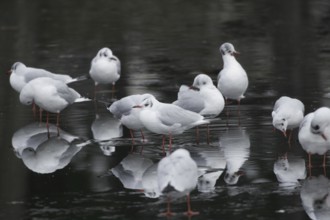 Black-headed Black-headed Gull (Chroicocephalus ridibundus)