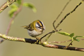 Goldcrest (Regulus ignicapillus)