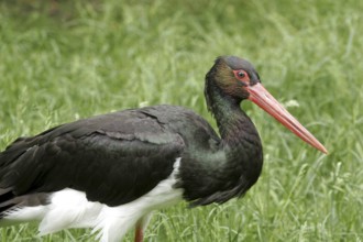 Black stork (Ciconia nigra)