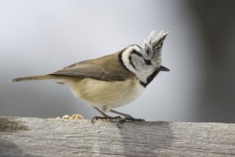 Crested Tit (Parus cristatus)