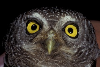Pearl-billed Owl (Glaucidium perlatum)