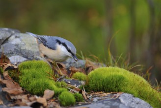 Nuthatch (Sitta europaea)