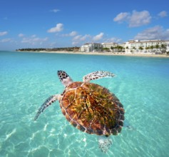 Playa del Carmen turtle photomount in Riviera Maya at Mayan Mexico