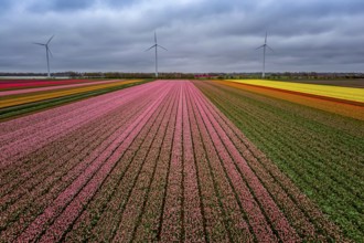 Multicolored flowers, tulip in the fields in the Netherlands