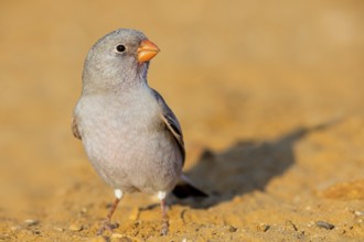 Desert Finch, Finch Family, Finch, Trumpeter Finch, (Rhodopechys githaginea), Roselin githagine,