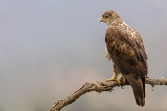 Bonelli's eagle, (Hieraaetus fasciatu), animals, birds, birds of prey, hawk family, perch, biotope,