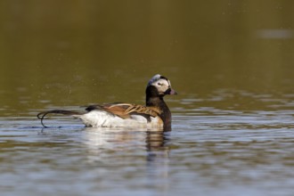 Ferruginous Duck, (Clangula hyemalis), animals, birds, ducks, duck birds, Varanger, Finnmark,