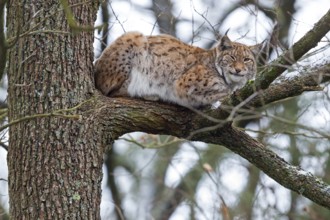 Eurasian Lynx, Eurasian Lynx, (Lynx lynx), animals, mammals, portrait, Kaiserslautern Wildlife