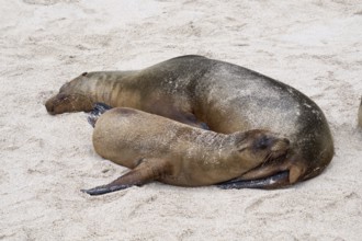 Galápagos sea lions (Zalophus wollebaeki), eared seals, mother with her pup, pup, sleeping on the