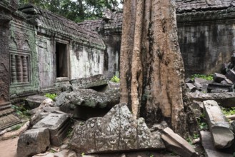 The Bohdi tree takes possession of the enchanted temple city, jungle temple, mystical, Ta Prohm,