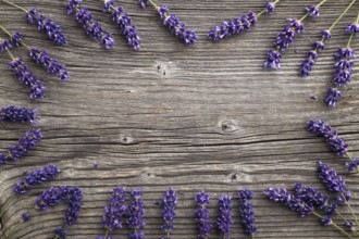 Lavender flowers on a wooden background. Floral border or frame with lavender