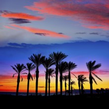 Almeria Cabo de Gata sunset pam trees in Retamar beach at Spain