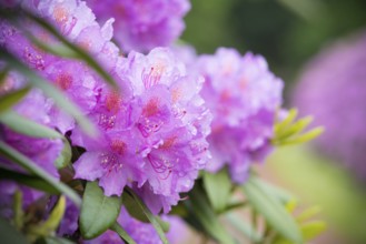 Blooming pink rhododendron flowers after rain