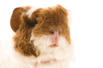 Baby guinea pig