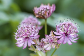 The beautiful flower great masterwort is a wild flower which is found in the country garden