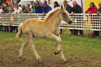 Europe's largest cold-blooded show Titans of the racecourse