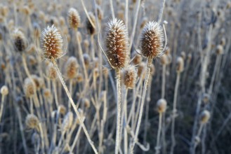 Frosty thistles in early morning sunshine in Bavaria. Coburg, Germany, Europe