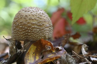 Pearl mushroom (Amanita rubescens), Lower Franconia, Bavaria, Germany, edible mushroom, Europe