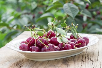 Cherry