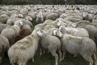 Flock of sheep in summer