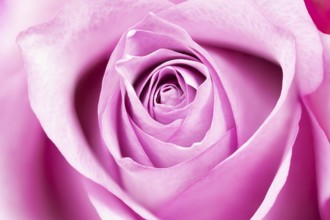 Single rose, full size