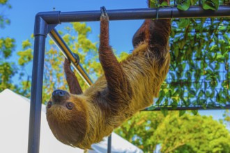 Image of sloth hanging in the bar. Shooting Location: Yokohama-city kanagawa prefecture