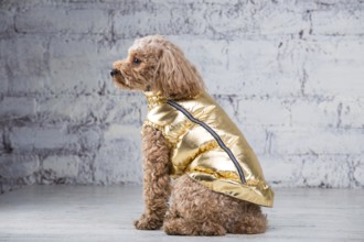 Small funny dog of brown colour with curly hair of toy poodle breed posing in clothes for dogs.