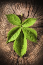 Green leaf on vintage grunge wooden background