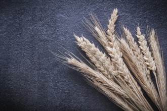 Wheat rye ears on black background top view image
