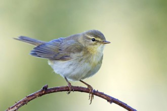 Willow Warbler, (Phylloscopus trochilus), Erpolzheim, Erpolzheim, Rhineland-Palatinate, Germany,