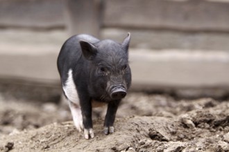 Mini pig, small pig breed, Lower Saxony, Federal Republic of Germany