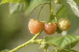 Yellow raspberry (Rubus idaeus 'Poranna Rosa'), district orchard, Coburg, Bavaria, Germany, Europe