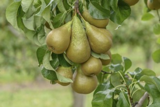 Pear (Pyrus communis 'Conference'), Bundessortenamt Prüfstelle Wurzen, Wurzen, Saxony, Germany,