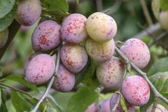 Plum (Prunus domestica 'Königin Viktoria'), Bundessortenamt, Marquardt testing centre, Marquardt,