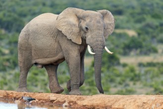 African elephant, (Loxodonta african), Addo Elephant National Park, Addo Camp, Western Cape, South