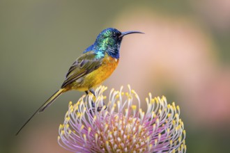 Orange-breasted sunbird (Anthobaphes violacea), Nectarinia violacea, Orange-breasted Sunbird,