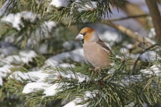 A hawfinch (Coccothraustes coccothraustes), Battenberg, Tiszaalp-r, Kiskuns-gi National Park,