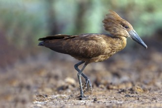Hammerhead, Hammerhead, Hamerkop, (Scopus umbretta), Ombrette africaine, Avemartillo, Shadebird,