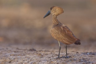 Hammerhead, Hammerhead, Hamerkop, (Scopus umbretta), Ombrette africaine, Avemartillo, Shadebird,