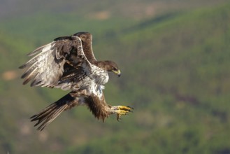 Bonelli's eagle (Hieraaetus fasciatus), Aigle de Bonelli, Águila-azor Perdicera, Tawi Atayr,