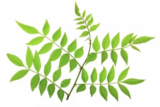 Leaves of Szechuan pepper (Zanthoxylum piperitum) isolated against a white background Leaves of