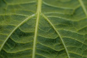 Closeup of leaf of Sesame plant (Sesamum indicum) with view of stem with smaller veins branching