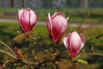 Magnolia blossom, Palmengarten, Frankfurt/M, Hesse, Germany, Europe