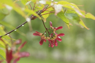 Fan maple (Acer palmatum 'Osakazuki'), Tuinen van Appeltern, Netherlands