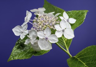 Beautiful Blooming White hydrangea lanarth white on a blue background. Flower head close-up,