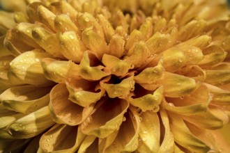Close-up of a vibrant yellow golden chrysanthemum flower covered in fresh dew droplets against a