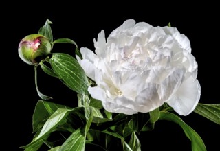Beautiful Blooming white peony festiva maxima on a black background. Flower head close-up, Odessa,