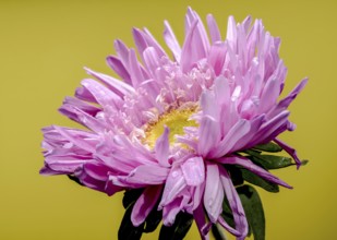 Beautiful blooming pink aster Lady Coral on a yellow background. Flower head close-up, Odessa,